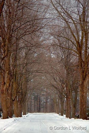 Snowy Lane_13509.jpg - Photographed at Ottawa, Ontario - the capital of Canada.